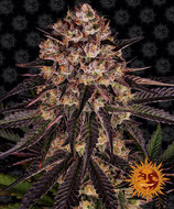 BISCOTTI MINTZ*BARNEY'S FARM SEED FEM