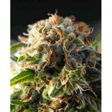 PYRAMID SEEDS - FRESH CANDY - FEMMINIZZATA