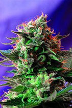 JACK 47 * SWEET SEEDS FEMINIZED