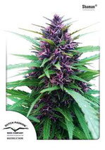 SHAMAN ® * DUTCH PASSION FEM