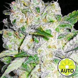 AK 49 AUTO * VISION SEEDS FEM