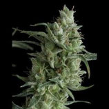 PYRAMID SEEDS - SUPER OG KUSH - FEMMINIZZATA