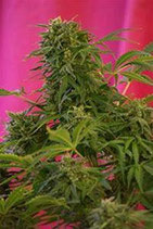 SNOW FRUIT * SWEET SEEDS FEMINIZED