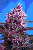 AUTO RED POISON * SWEET SEEDS RED FAMILY FEMINIZED