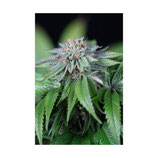 EWE 2 HUMBOLDT SEEDS - FEMMINIZZATA