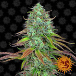 LSD AUTO * BARNEY'S FARM  FEM