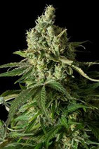 MOBY DICK CBD  DINAFEM FEMMINIZZATA