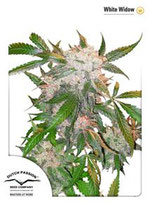 WHITE WIDOW DUTCH PASSION FEMMINIZZATA