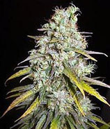 CRITICAL SUPER SILVER HAZE * DELICIOUS SEEDS SATIVA  FEM