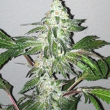 GIRL SCOUT COOKIES  FEMINIZED