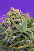 SWEET CHEESE F1 FAST VERSION* SWEET SEEDS FEMINIZED