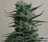 SIBERIAN HAZE *KALASHNIKOV SEEDS FEM