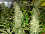 MALAKOFF MEDICAL SEEDS FEMMINIZZATA