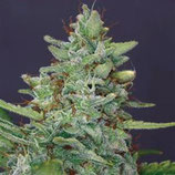 RED DIESEL * BARNEY'S FARM  FEM