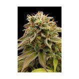 LEMON THAI KUSH HUMBOLDT SEEDS - FEMMINIZZATA