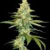 CANNALOPE KUSH * DNA GENETICS  FEM