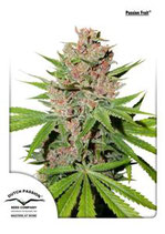 PASSION FRUIT * DUTCH PASSION FEMINIZED