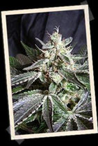 BLACK JACK FAST VERSION * SWEET SEEDS FEMINIZED