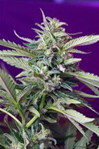 S.A.D. AUTOMATICA * SWEET SEEDS  FEM