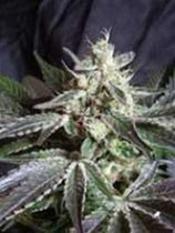 BLACK JACK * SWEET SEEDS FEMINIZED