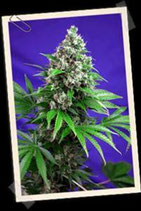 KILLER KUSH F1 FAST VERSION * SWEET SEEDS FEMINIZED