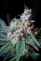 CREAM CARAMEL * SWEET SEEDS FEMINIZED