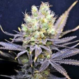 NORDLE * CBD- CREW SEEDS  FEM