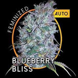 BLUEBERRY BLISS AUTO * VISION SEEDS  FEM