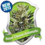 ROYAL CHEESE AUTOMATIC * ROYAL QUEEN SEEDS  AUTO