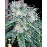 SOUR DIESEL * DNA GENETICS RESERVA PRIVADA FEM