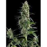 PYRAMID SEEDS - AMNESIA GOLD - FEMMINIZZATA