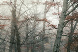 November haze nr2 afdruk op Hahnemühle papier 30 x 20 cm