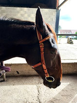 MONTANTS CLASSIQUES - TAILLE PONEY