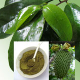 Graviola reines Blattpulver 100 % naturein *