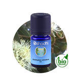 Eukalyptus citriodora BIO - 5 ml