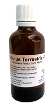 Tribulus Terrestris - Tinktur