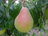 Pera ercolina (€/Kg)