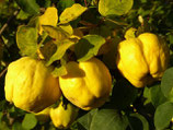 Codony (€/Kg)