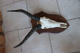Antilope