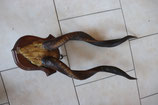 Antilope