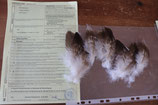 Adlerfeder Steinadler