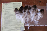 Adlerfedern Steinadler
