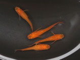 紅帝ラメヒレ長　2ペア　②