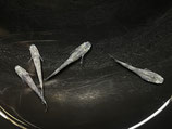 雪虎　オス2匹 メス2匹 合計4匹セット