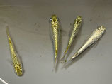 金サボ（特）　オス2匹 メス2匹 合計4匹セット