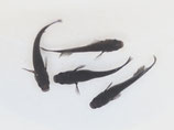 オロチ　2ペア