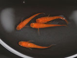 紅帝ラメヒレ長　2ペア　①