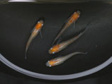 紅白透明鱗　2ペア　①