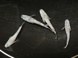 ホワイトタイガーダイヤ　オス2匹 メス2匹 合計4匹セット　②