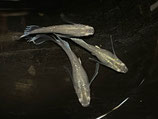 翠鳳　オス1匹 メス2匹 合計3匹セット